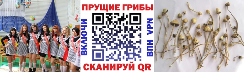 Галлюциногенные грибы Magic Shrooms  ссылка на мегу ссылка  Гатчина 